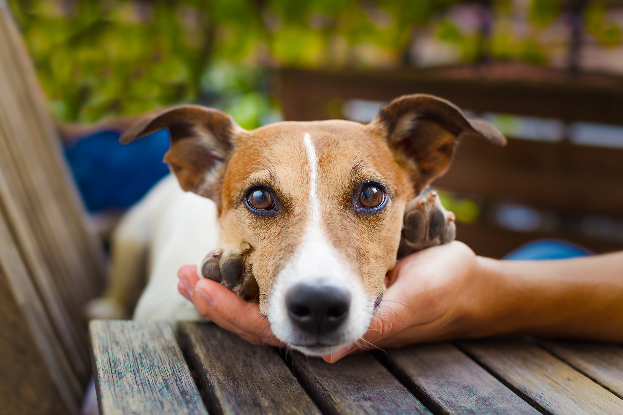 Pet Trust How To Care Provide For Your Pet After You Die Money