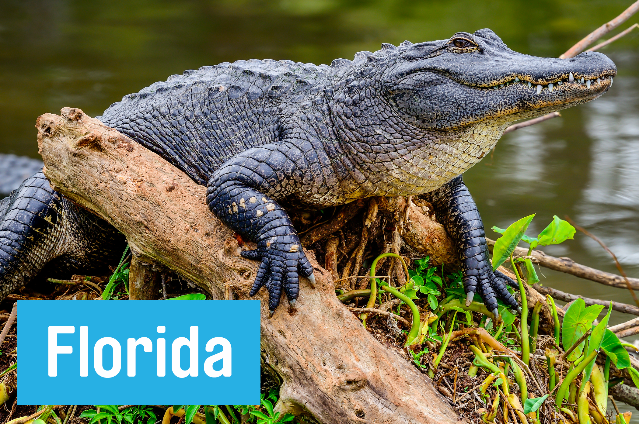 You'll want to keep your arms inside your vehicle at all times on the 27-mile <a href="//www.nps.gov/bicy/planyourvisit/scenic-drives.htm#_=_"" target=""_blank”"> Big Cypress National Preserve </a> loop road. The swampy, tree-lined drive is thick with gators and their hungry reptilian friends.
