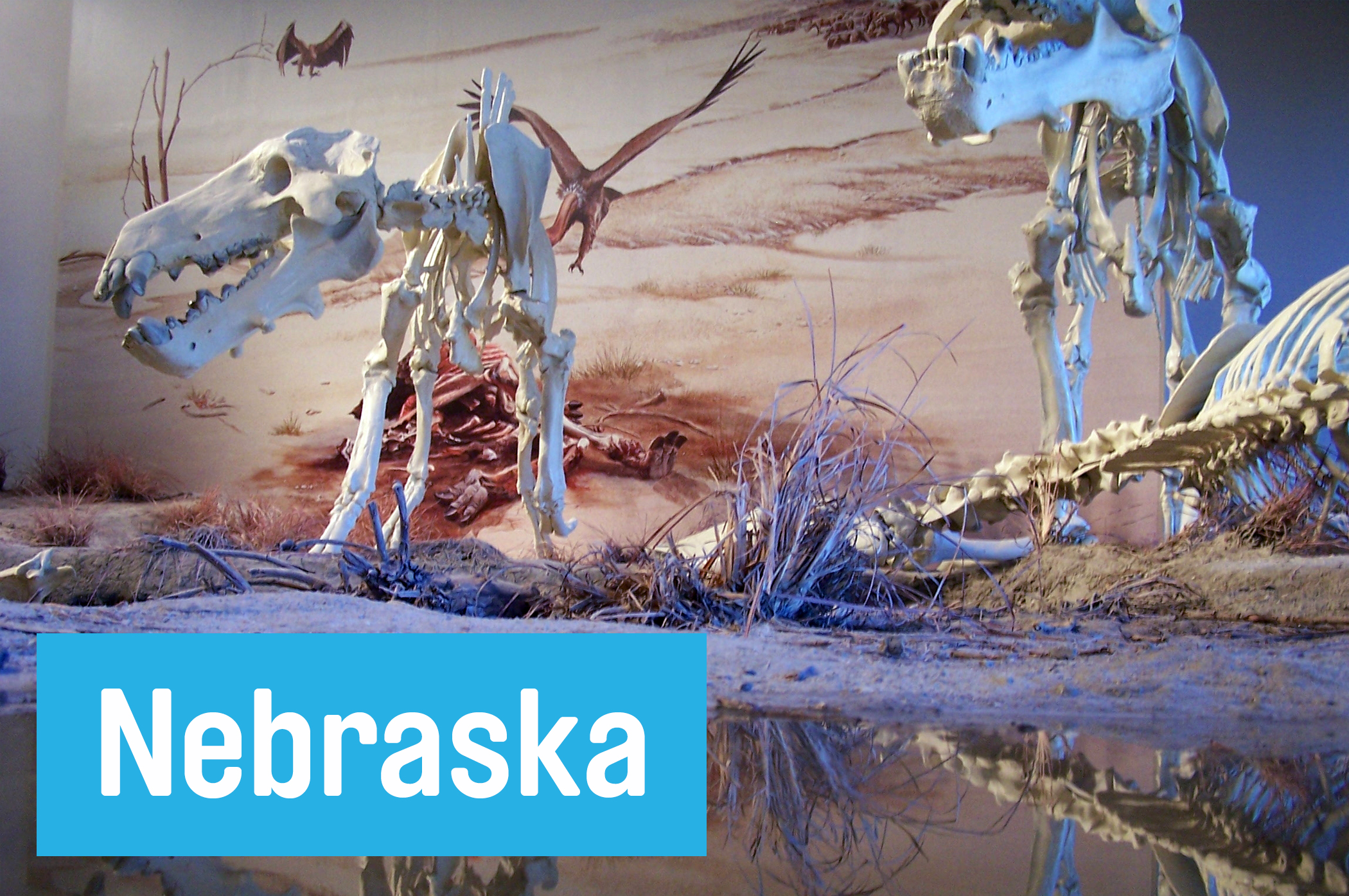 Play paleontologist at <a href="http://www.nps.gov/agfo/index.htm" target="_blank">Agate Fossil Beds National Monument,</a> where you can see fossilized menoceras and beardogs from the Miocene age found on-site.