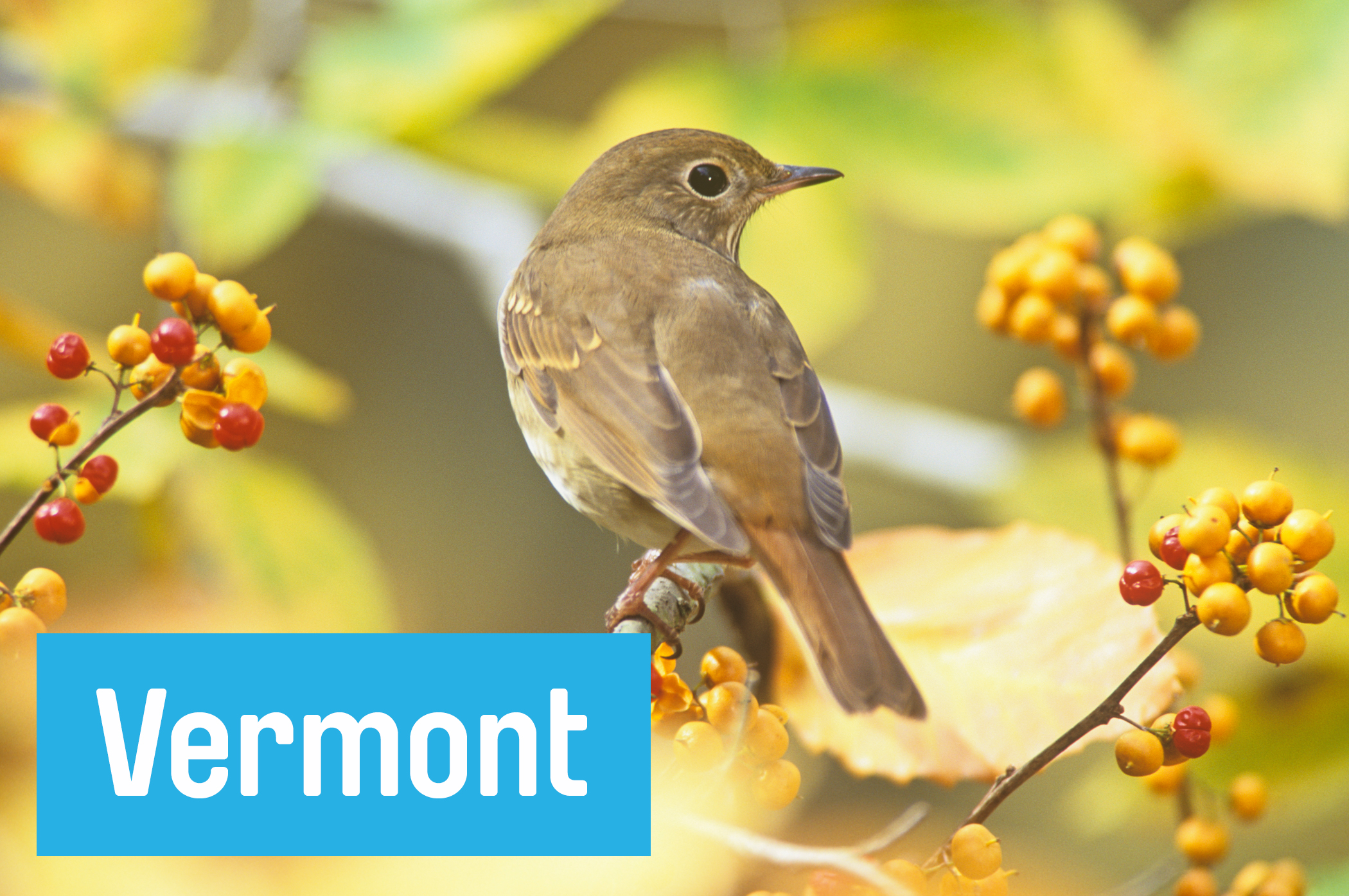 Birdwatch for Red-eyed Vireo, Rusty Blackbirds, and more than 100 other winged species at the 250-acre <a href="http://vt.audubon.org/about-us/green-mountain-audubon-center" target="_blank">Green Mountain Audubon Center in Huntington.</a> There's a great butterfly garden, too.