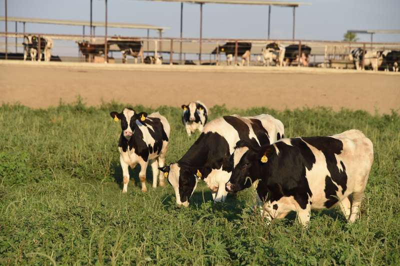 Well water testing has uncovered dangerously high level of nitrates in the water in areas of this farming community about 160 miles north of Los Angeles. Fertilizers and cow manure are among the leading causes of nitrate pollution in well water. Too much nitrate in drinking water poses a risk to infants under six months of age including a condition called blue baby syndrome / AFP / Robyn BECK (Photo credit should read ROBYN BECK/AFP/Getty Images)