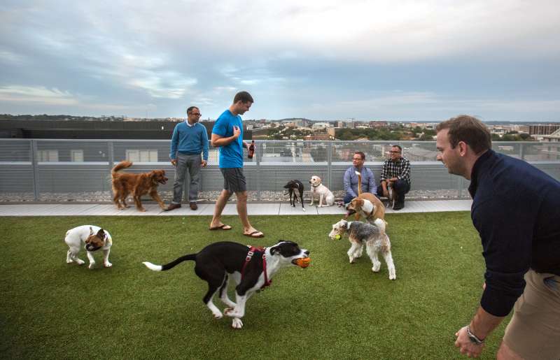 The rooftop dog park at City Market at O Street apartments is busy at the end of the workday, October 7, 2016, in Washington, DC. As new apartment buildings continue sprouting around downtown DC, developers know that a large percentage of renters in the city have dogs and make their choices of buildings based largely on pet-friendliness.