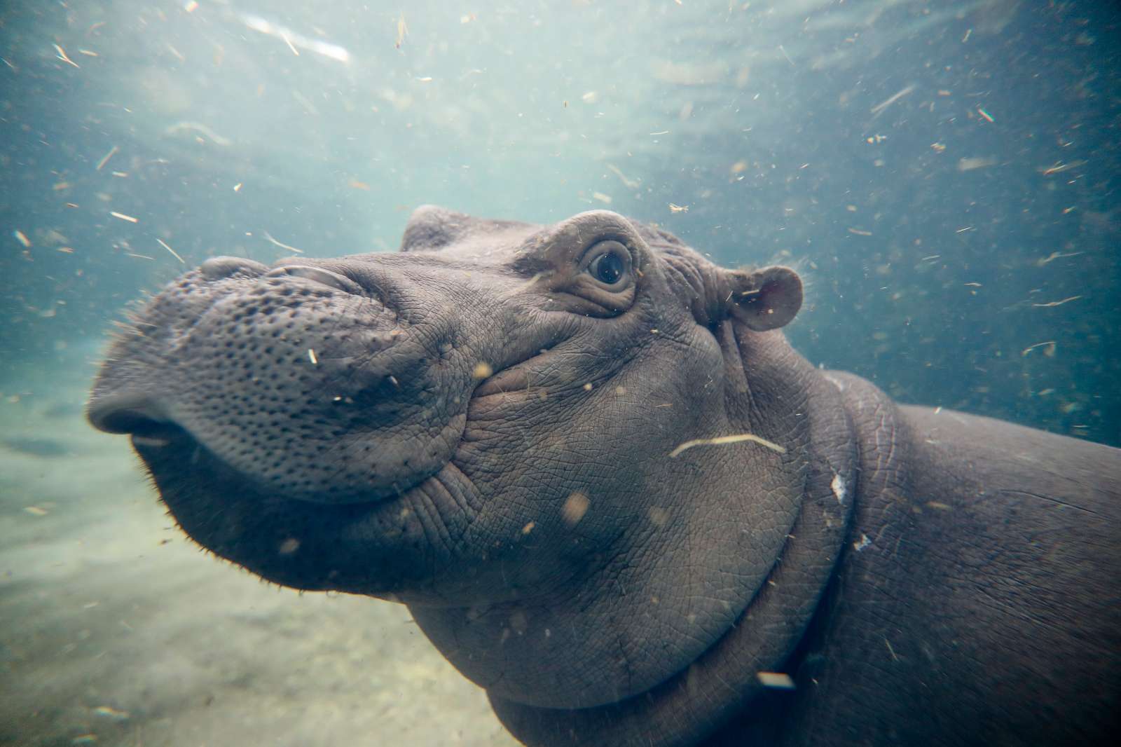 fiona hippo plush