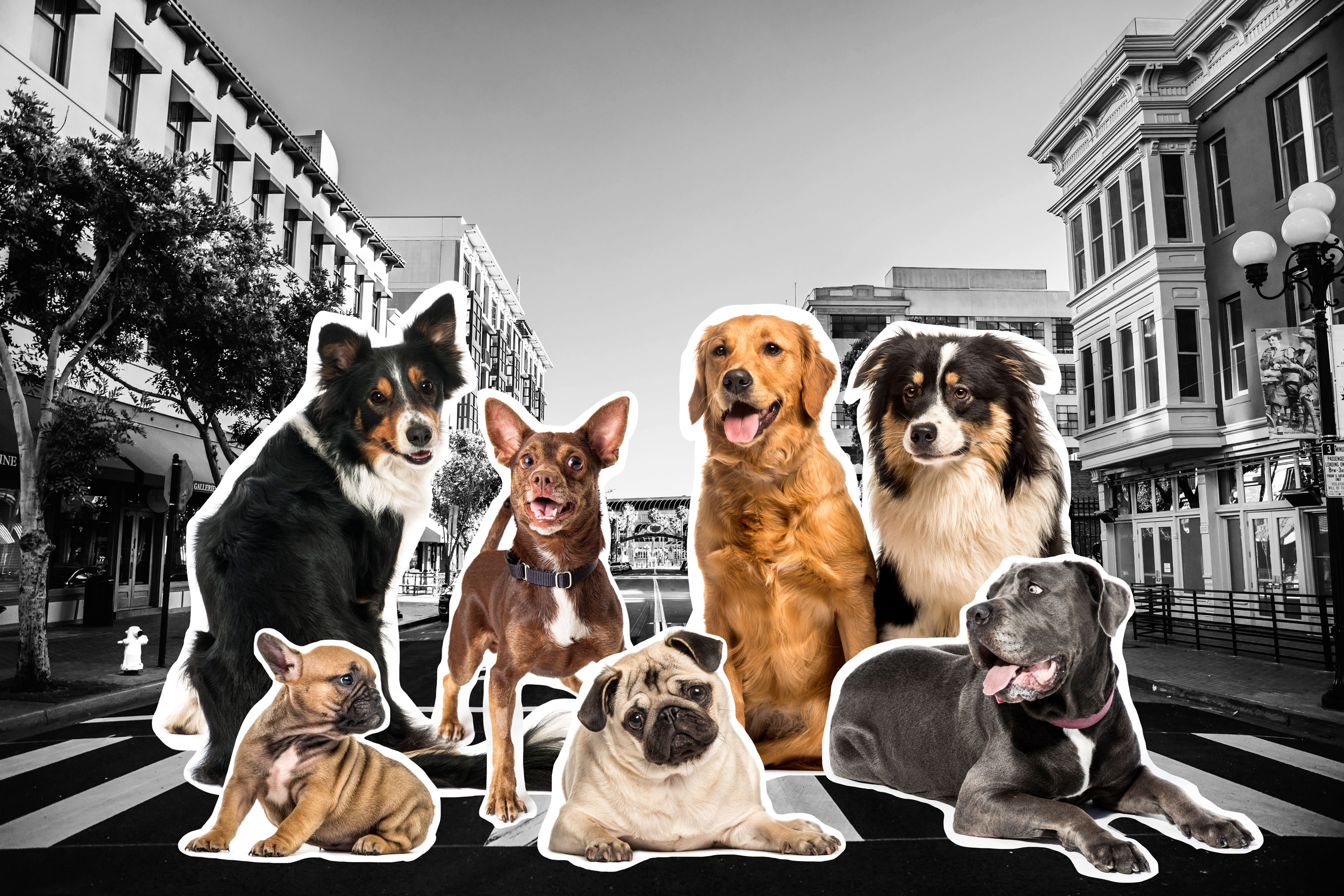 The 10 Best Places to Live for Dog Lovers Flipboard